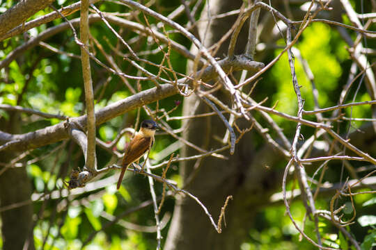 Image of Rose-throated Becard