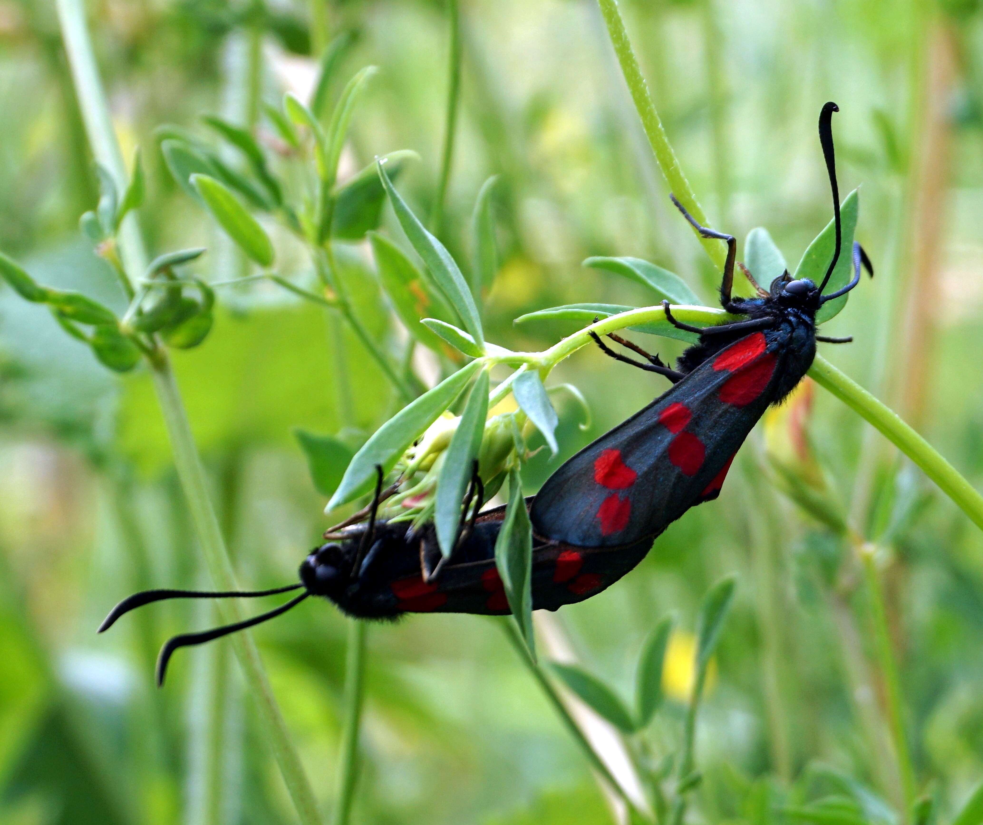 Image of six-spot burnet