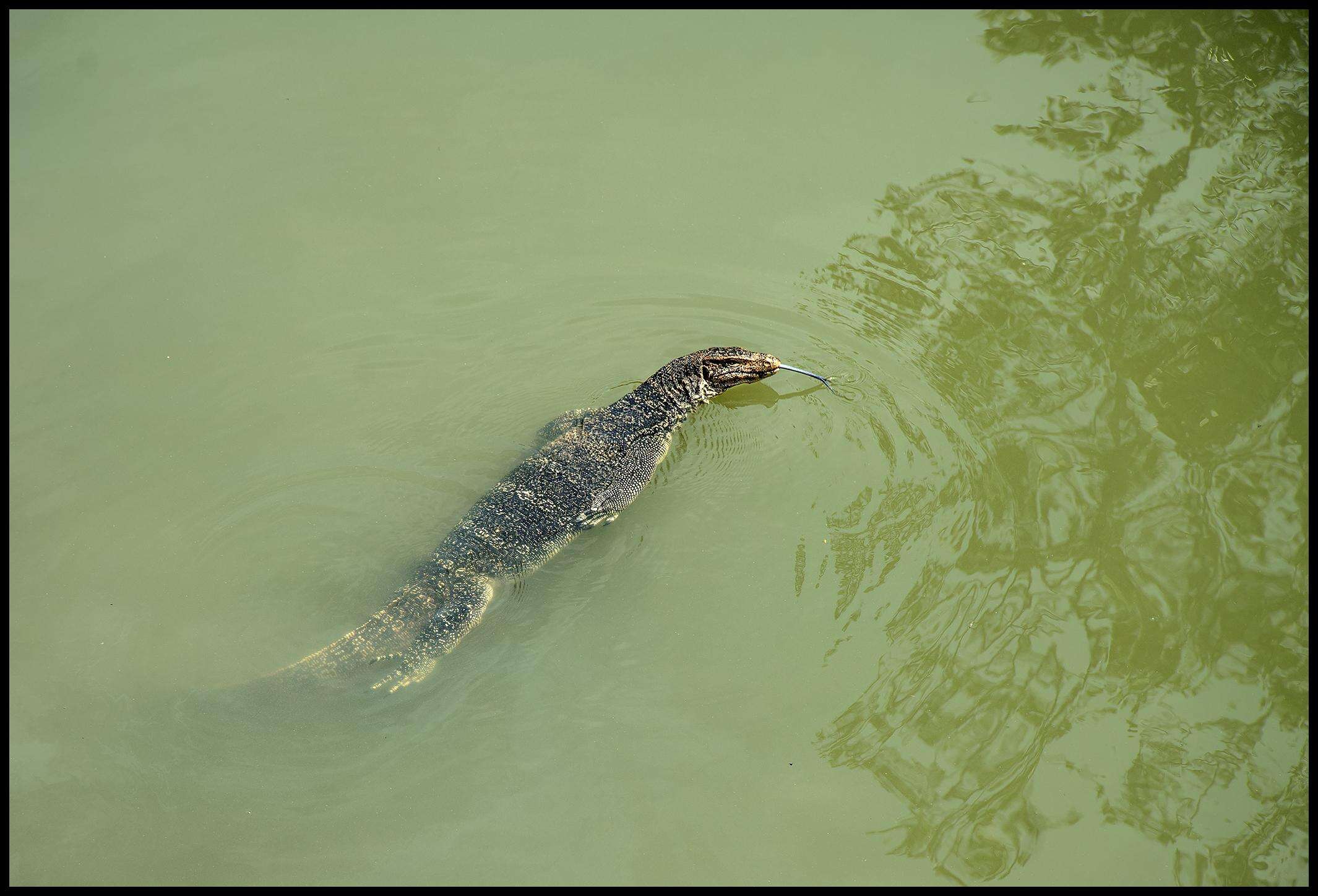 Image of Common Water Monitor