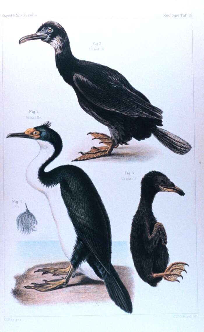 Image of Kerguelen Shag