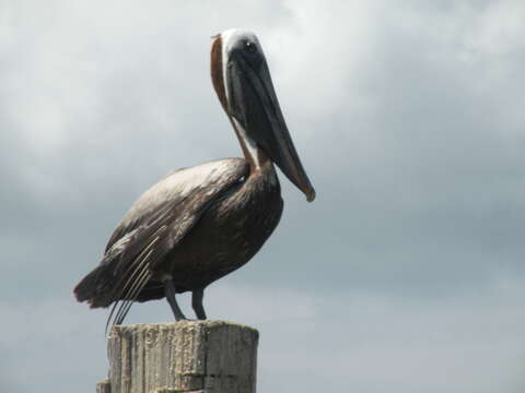 Image of Pelecanus occidentalis carolinensis Gmelin & JF 1789