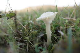 Image of Snowy Waxcap