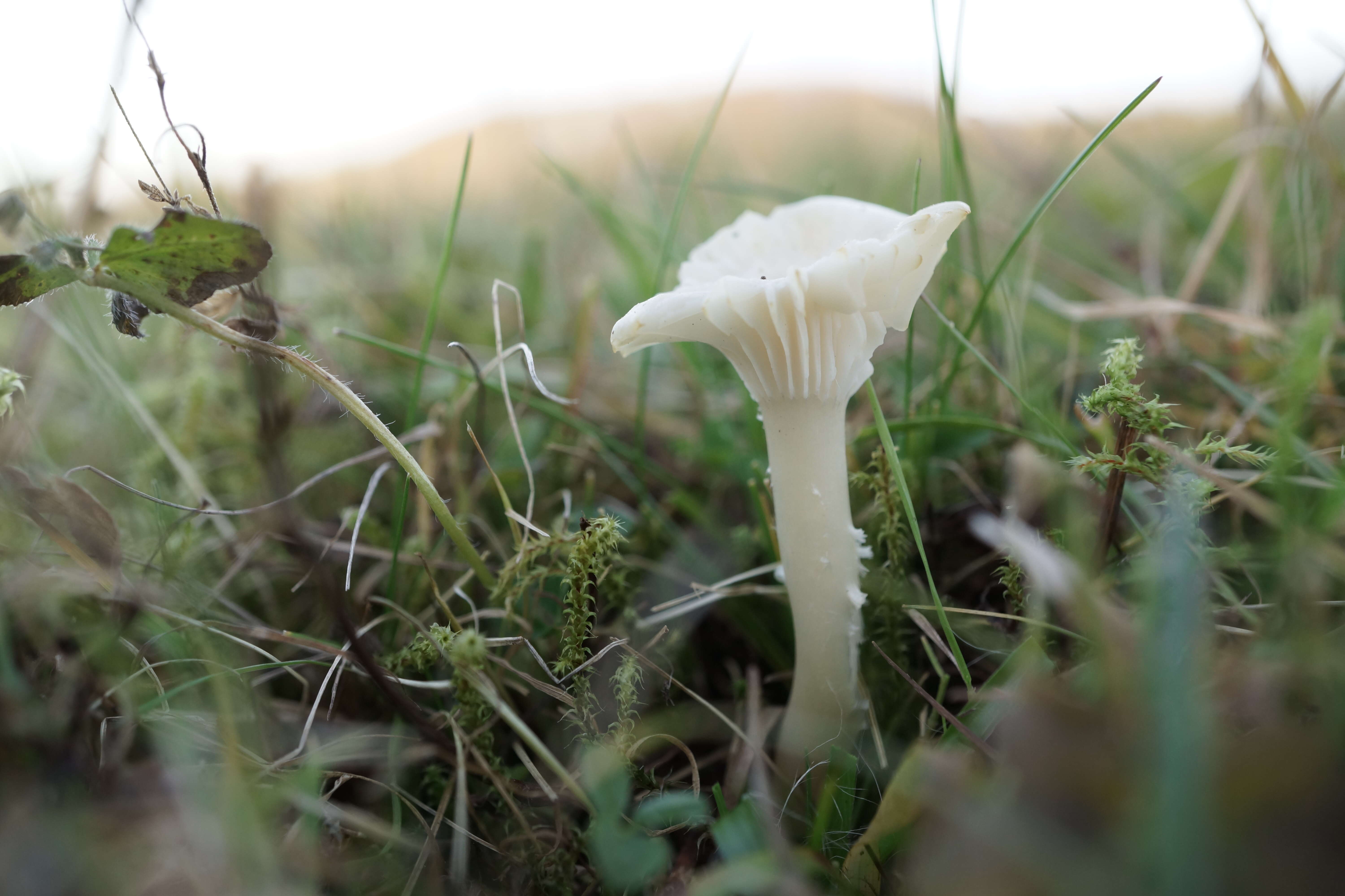 Image of Snowy Waxcap