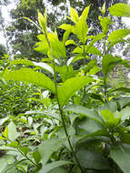 Image de Brunfelsia grandiflora D. Don