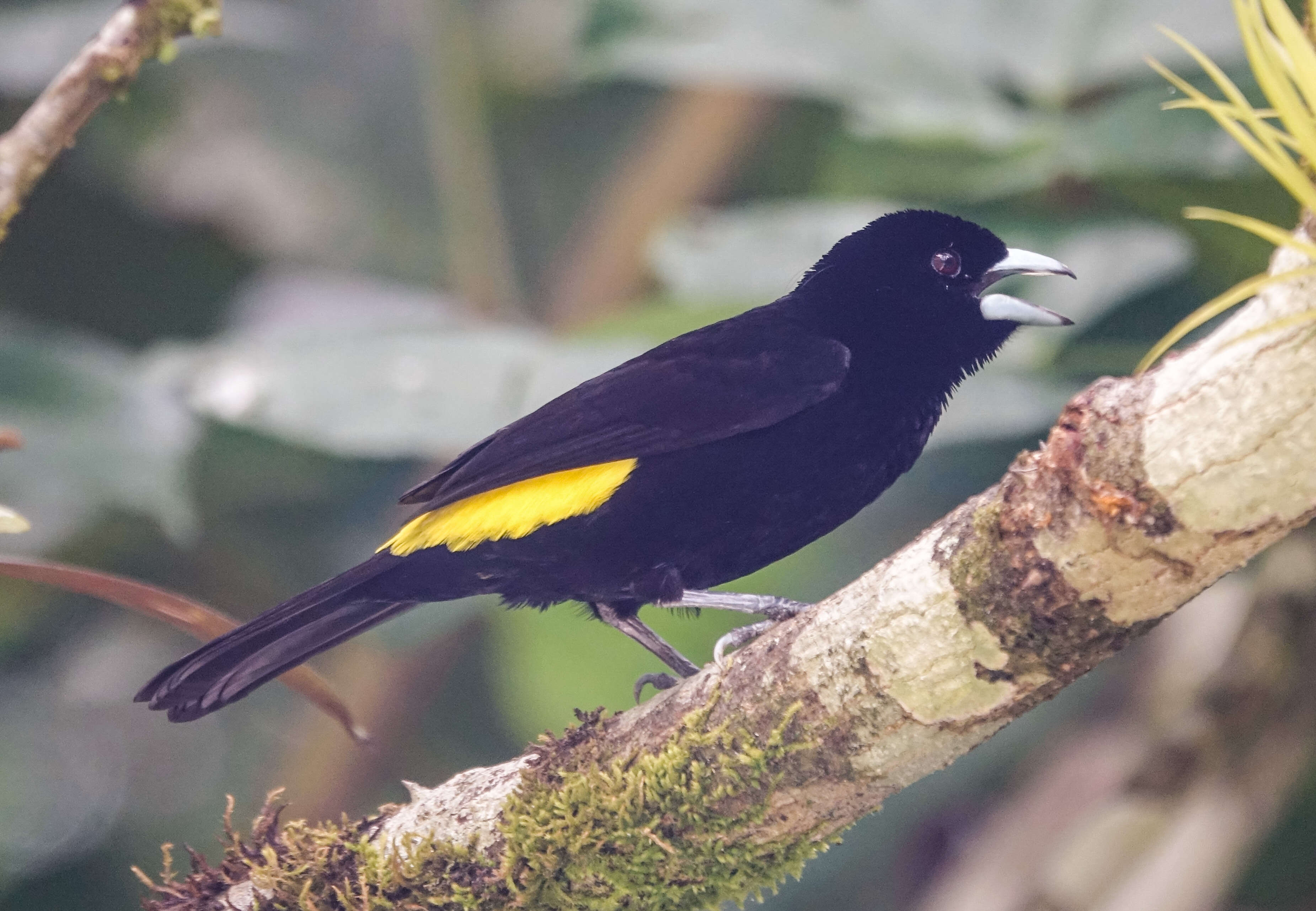 Image of Lemon-rumped Tanager