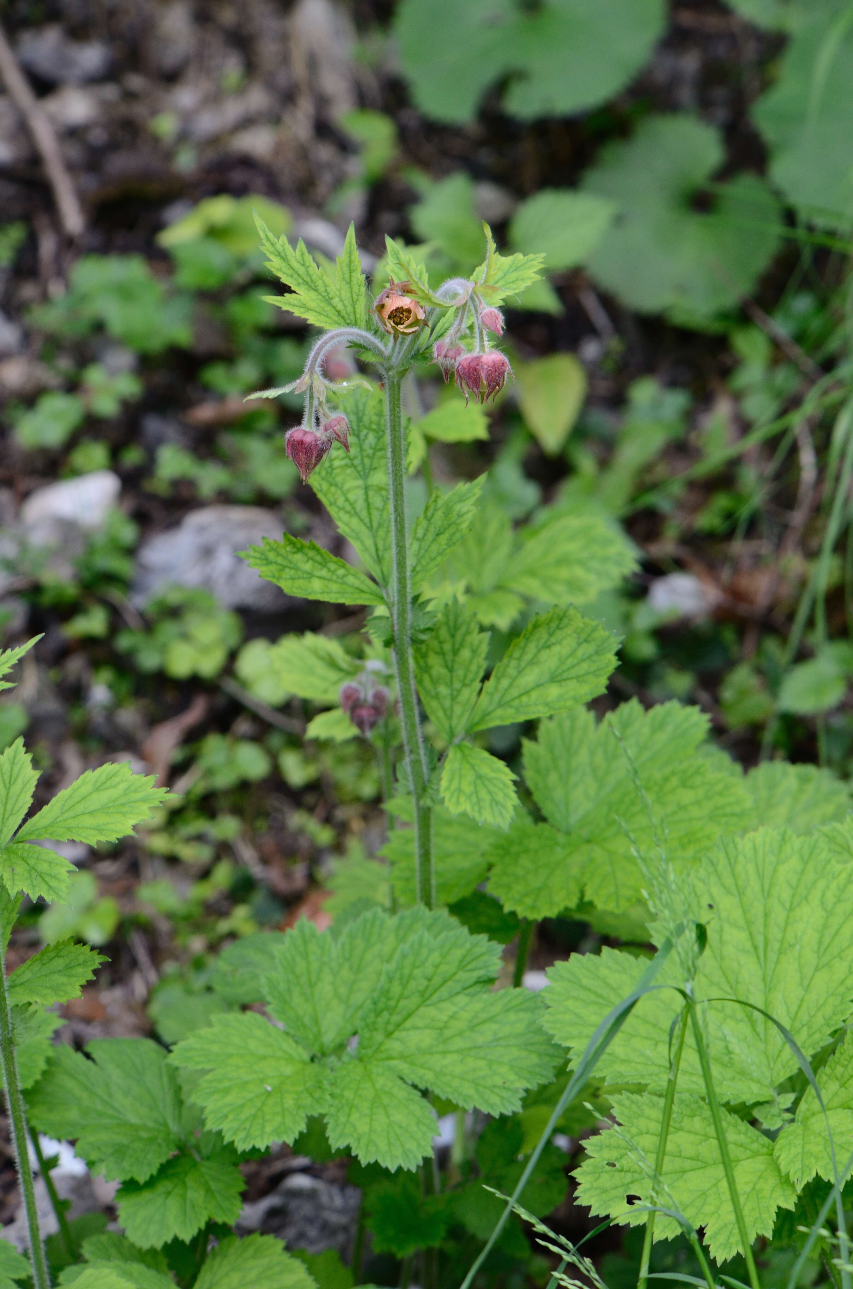 Image of Water Avens