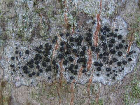 Image of disc lichen