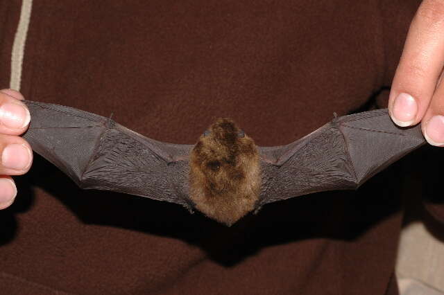 Image of soprano pipistrelle, pygmy pipistrelle