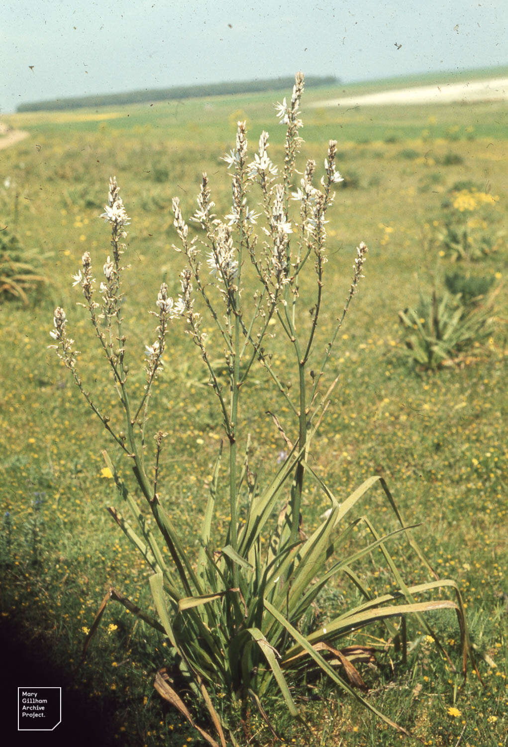 Image of Asphodelus ramosus L.