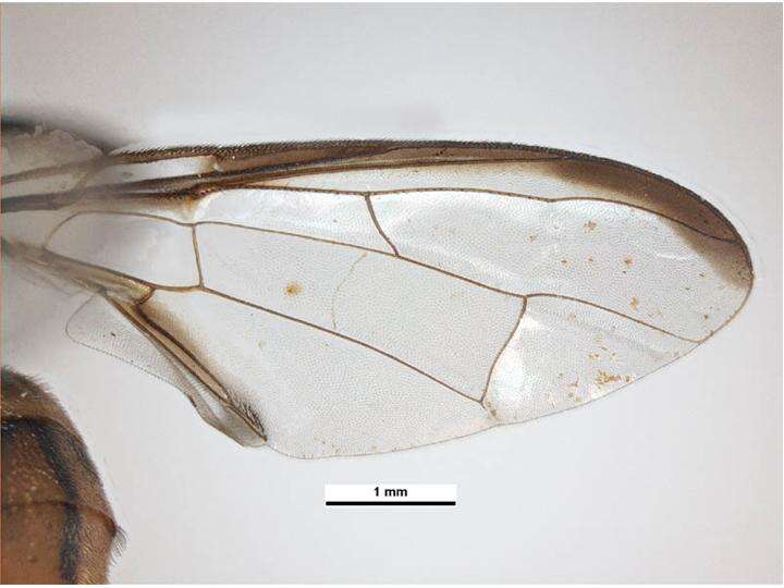 Слика од Bactrocera carambolae Drew & Hancock 1994