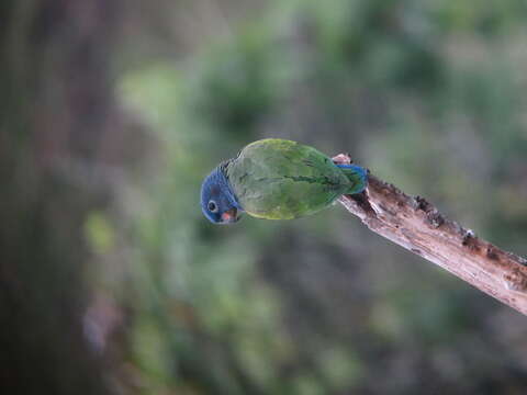 Image of Blue-headed Parrot