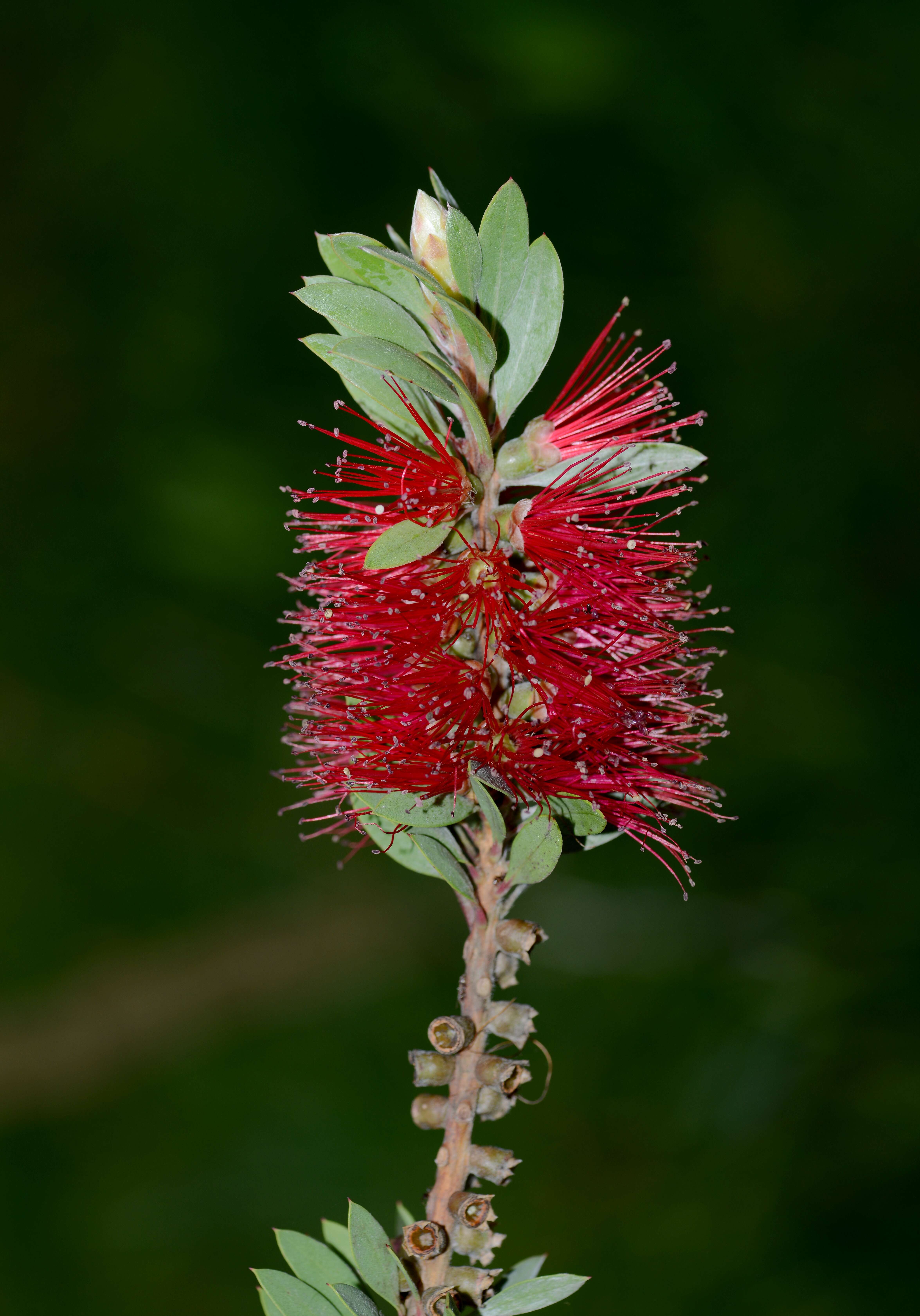 صورة Callistemon citrinus (Curtis) Skeels