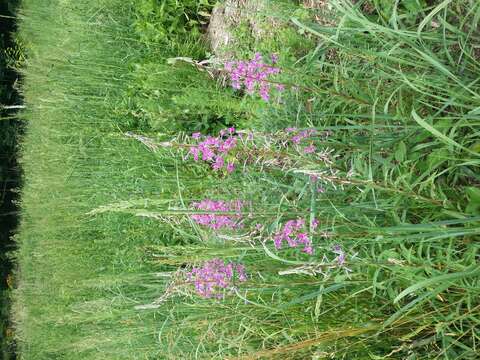 Image of Narrow-Leaf Fireweed