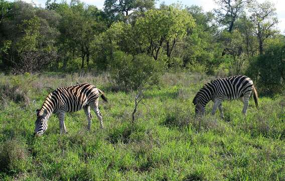 Image of Burchell's zebra