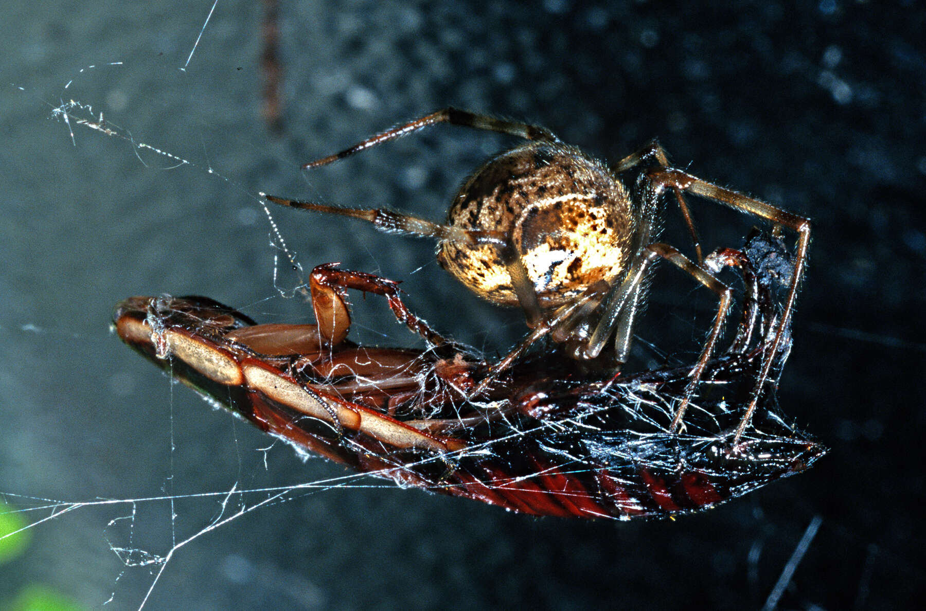 Image of Parasteatoda