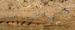 Image of Australian Freshwater Crocodile