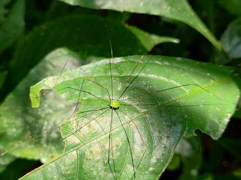 Image of Sclerosomatidae