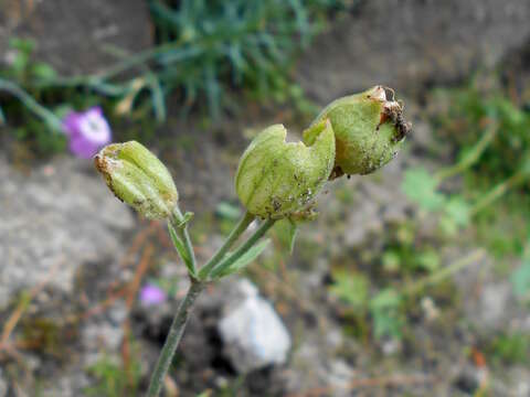 Image of <i>Silene zawadzkii</i>