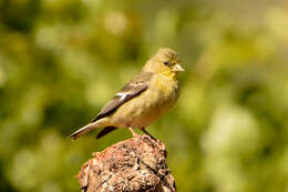 Image of American Goldfinch