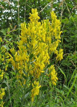 Imagem de Genista tinctoria L.