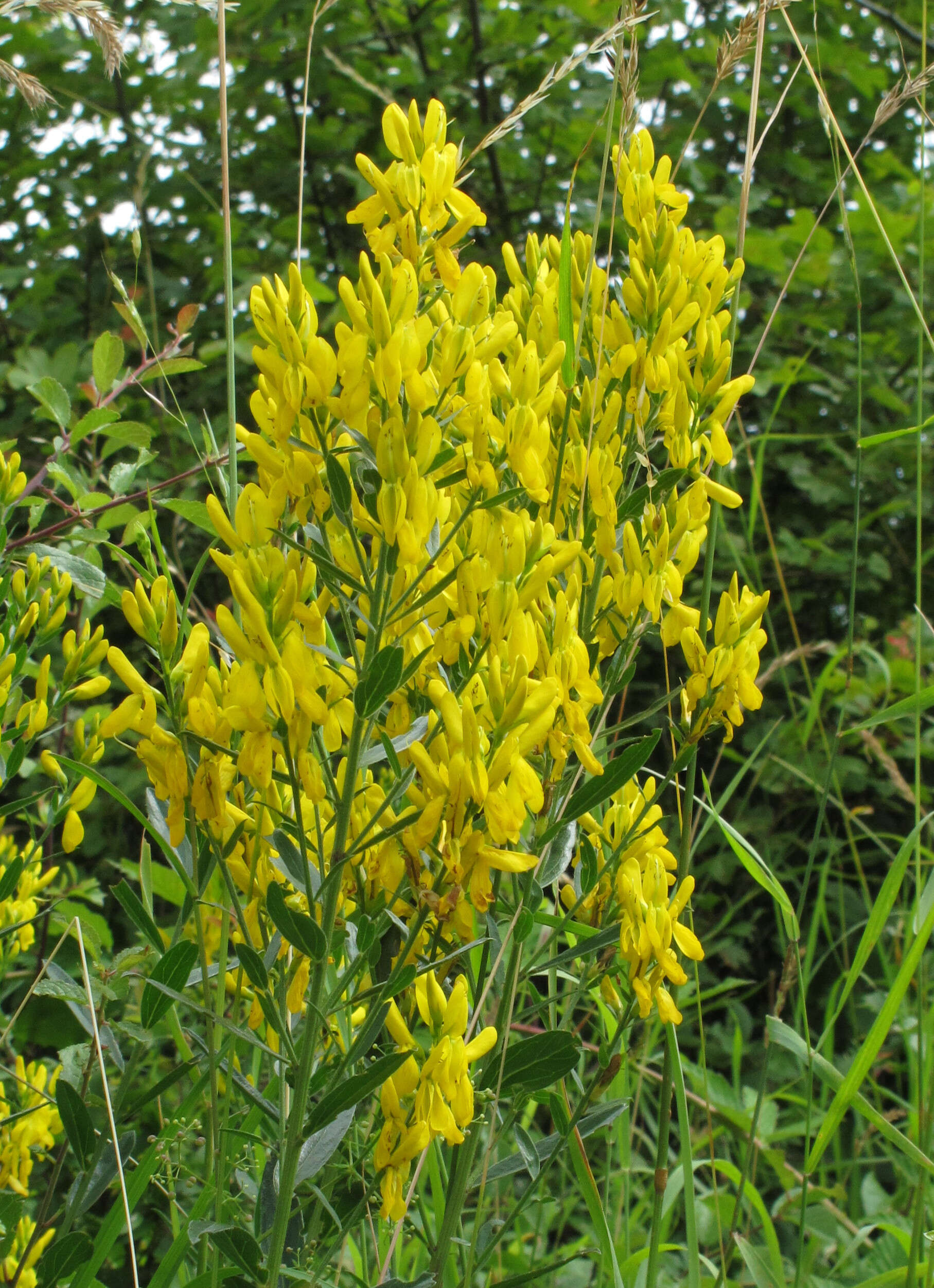 Imagem de Genista tinctoria L.