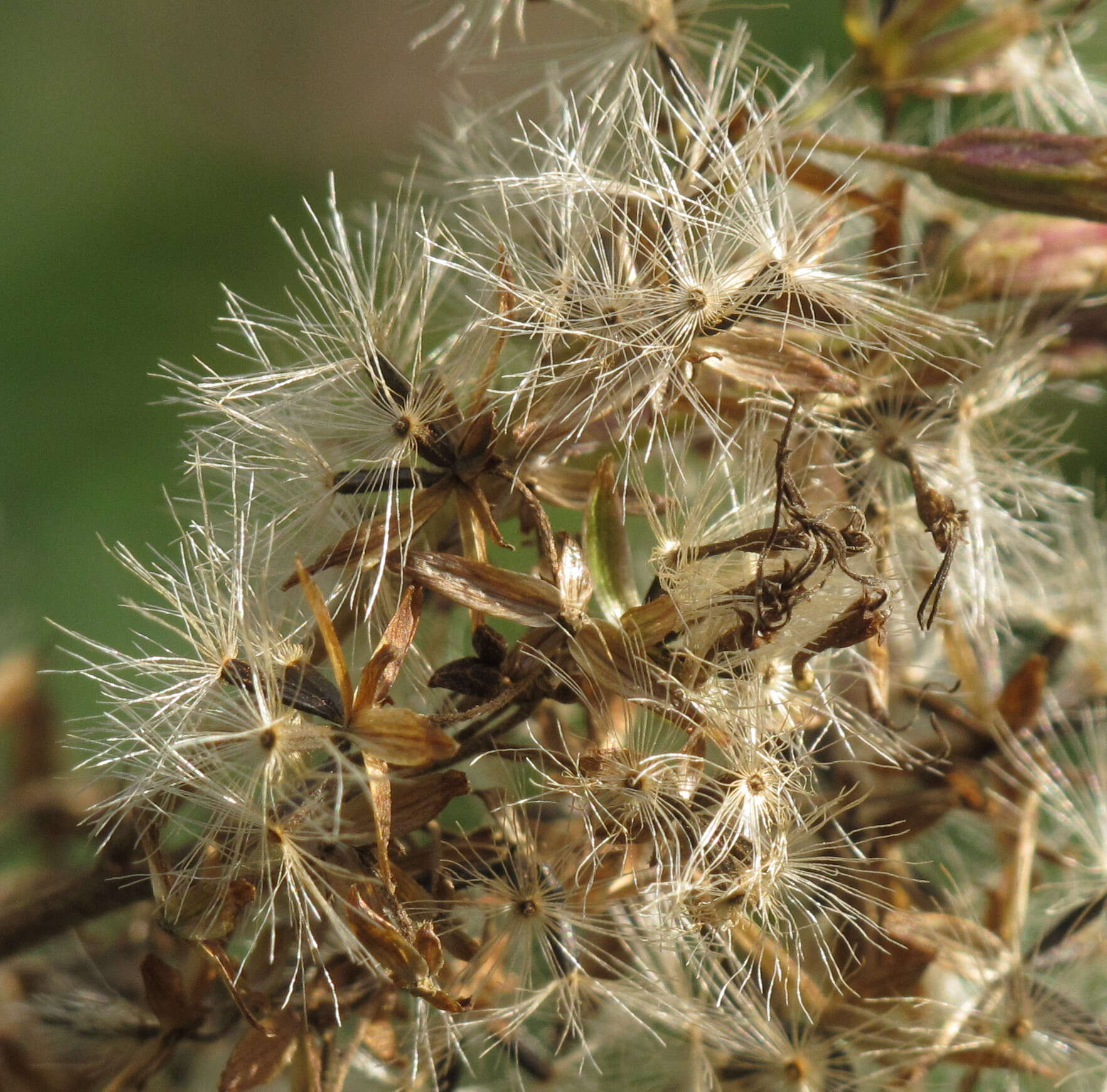 Image of hemp agrimony