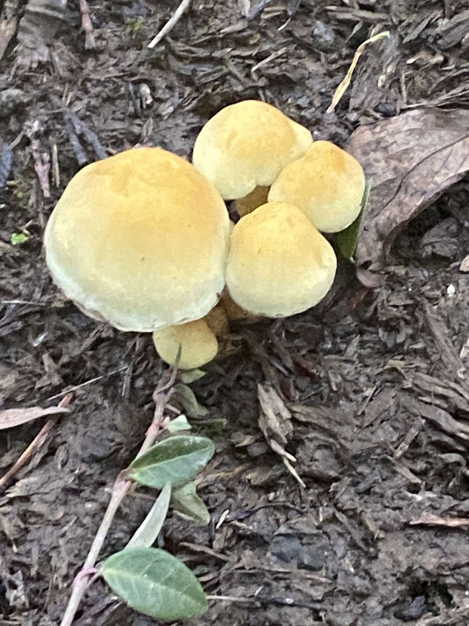 Image of Hypholoma fasciculare (Huds.) P. Kumm. 1871