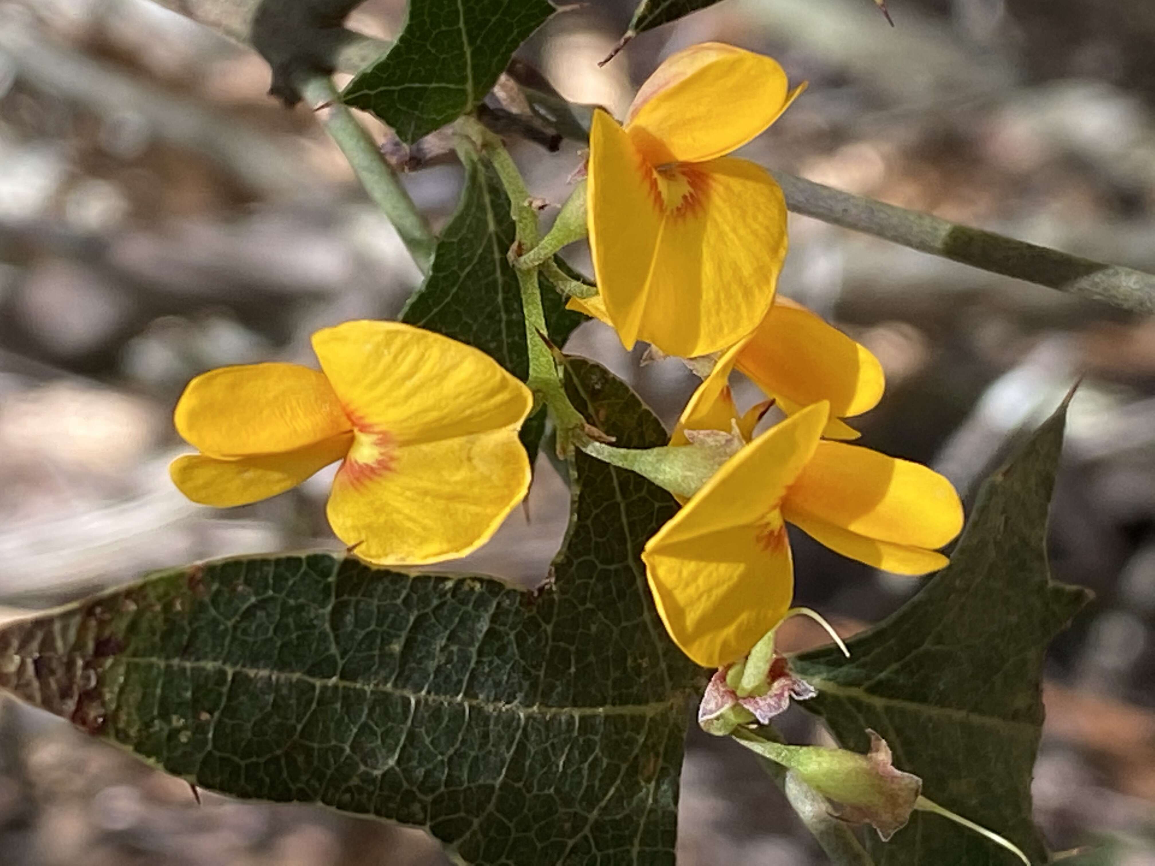 Image de Podolobium ilicifolium (Andrews) Crisp & P. H. Weston