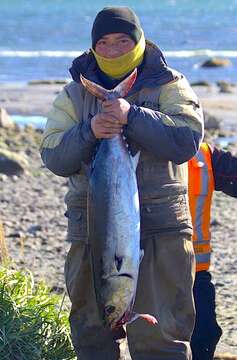 Image of Allothunnus