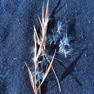 Image of Broomsedge Bluestem