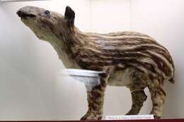 Image of Brazilian Tapir