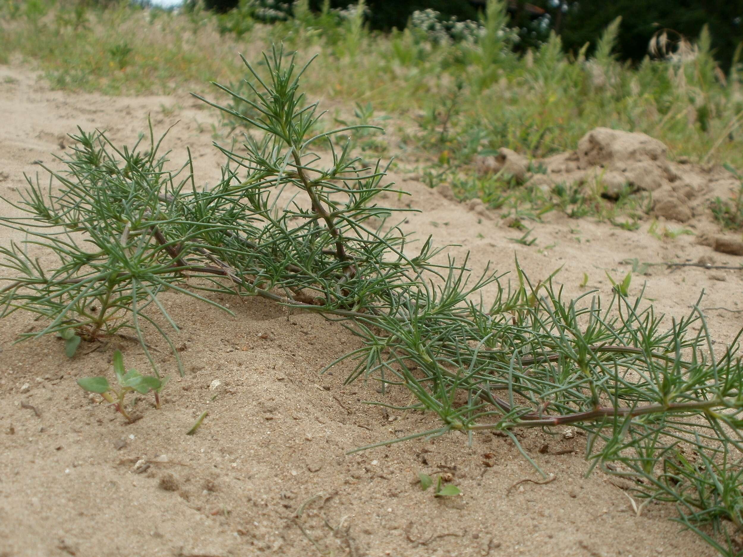 Image of Prickly Russian-Thistle