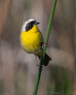 Geothlypis trichas (Linnaeus 1766) resmi