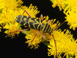 Image of Locust Borer