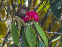Image of Brown-throated Fulvetta