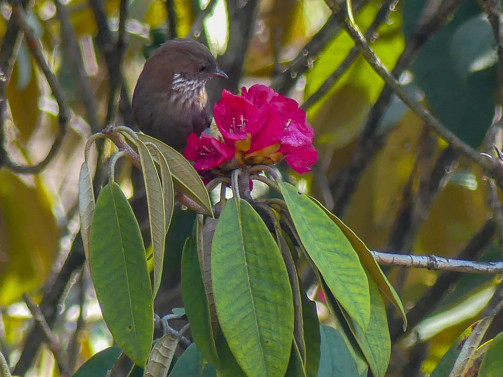 Image of Brown-throated Fulvetta