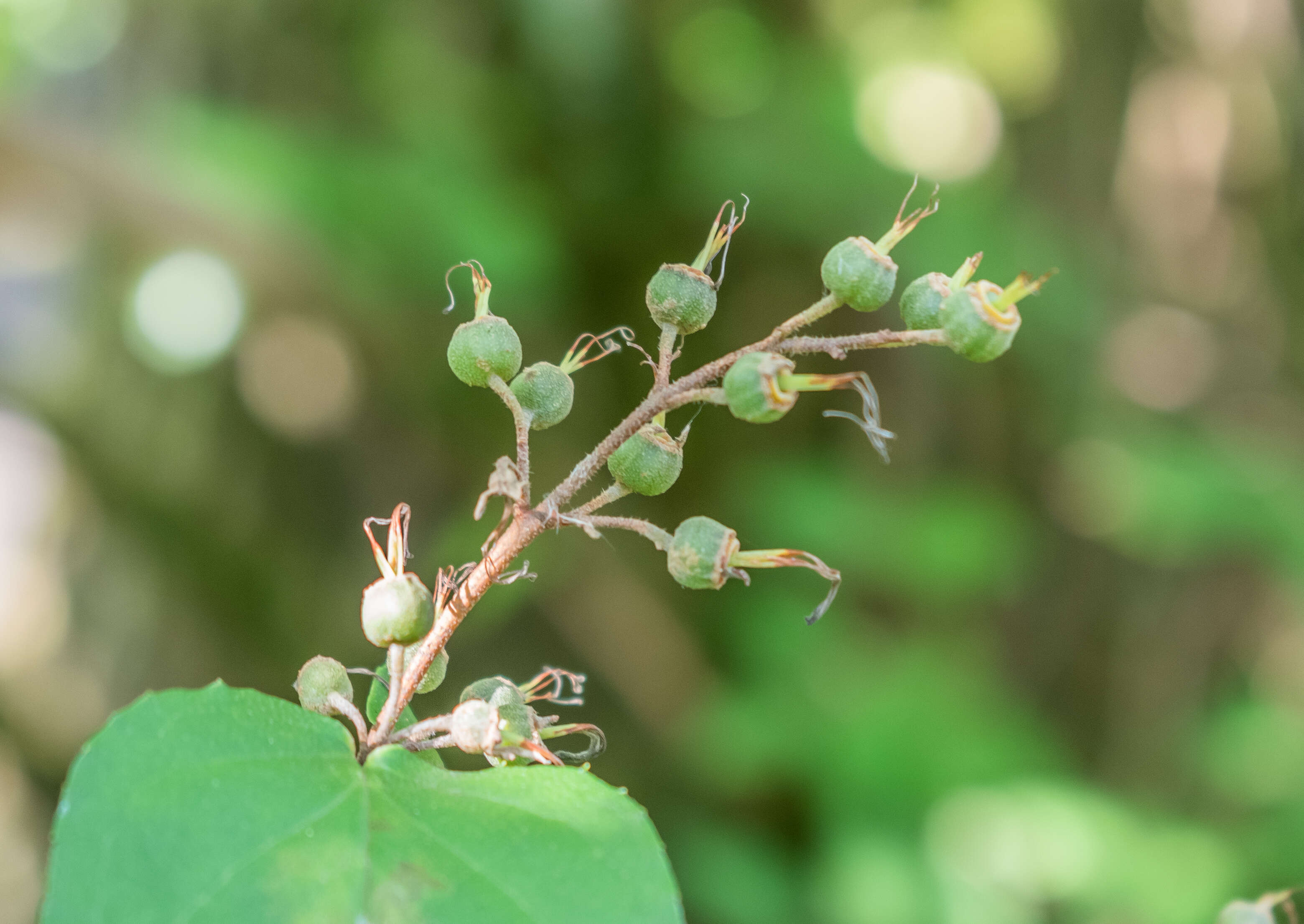 Image of fuzzy pride-of-Rochester