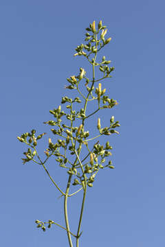 Image of Hypericum lanuginosum Lam.