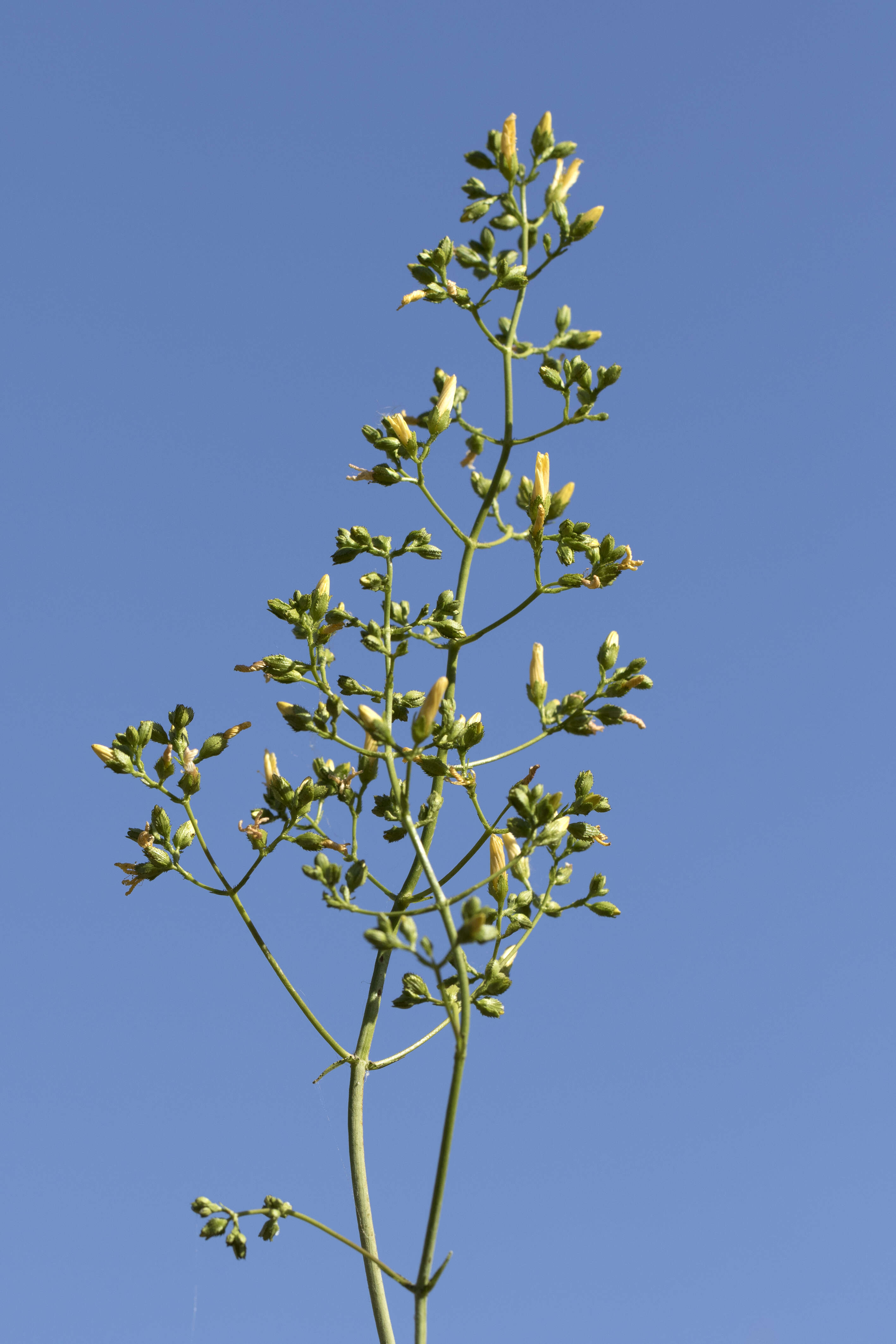 Image of Hypericum lanuginosum Lam.