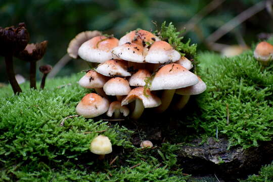 Imagem de Hypholoma lateritium (Schaeff.) P. Kumm. 1871