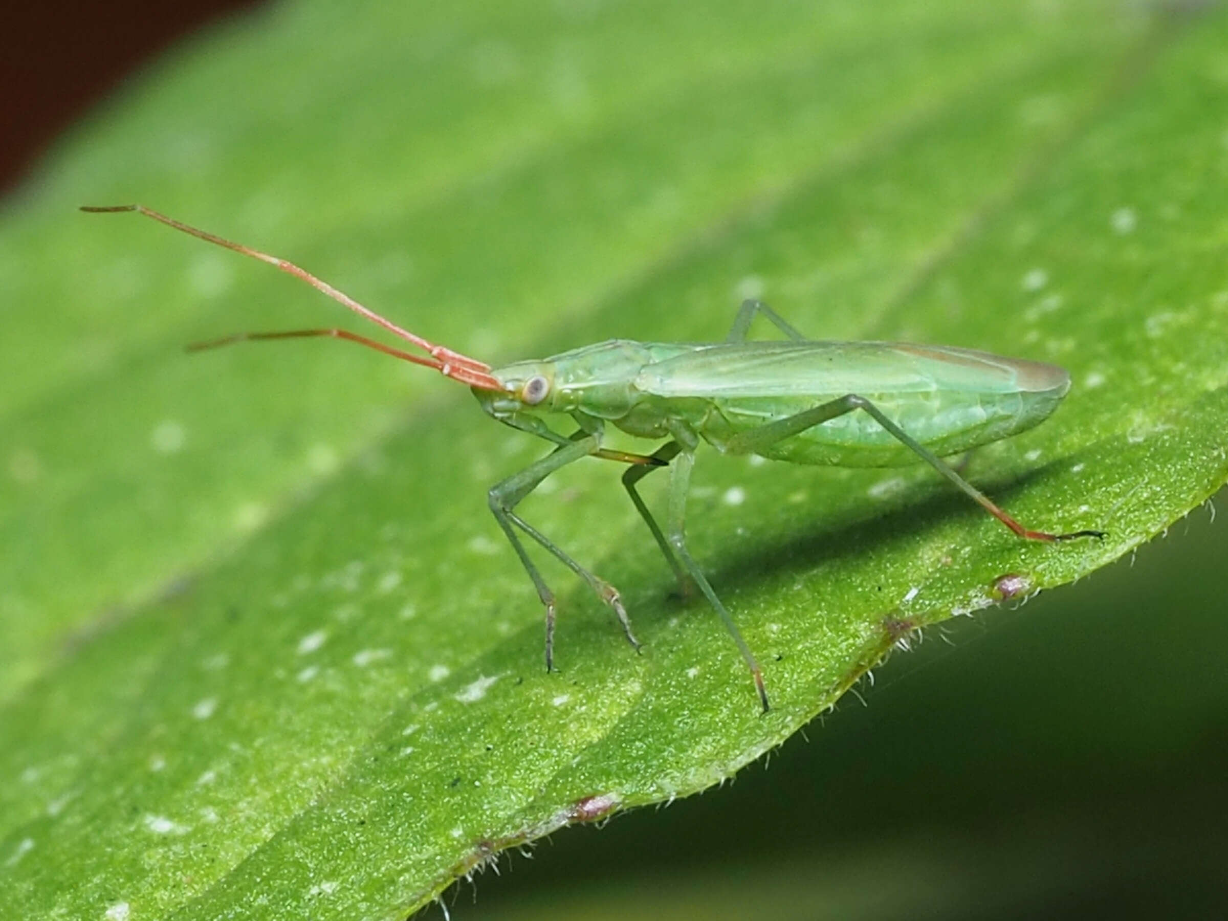 Image of Rice Leaf Bug