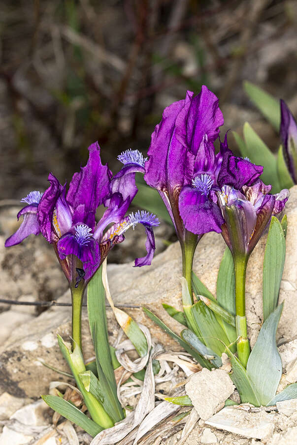 Plancia ëd Iris pumila L.