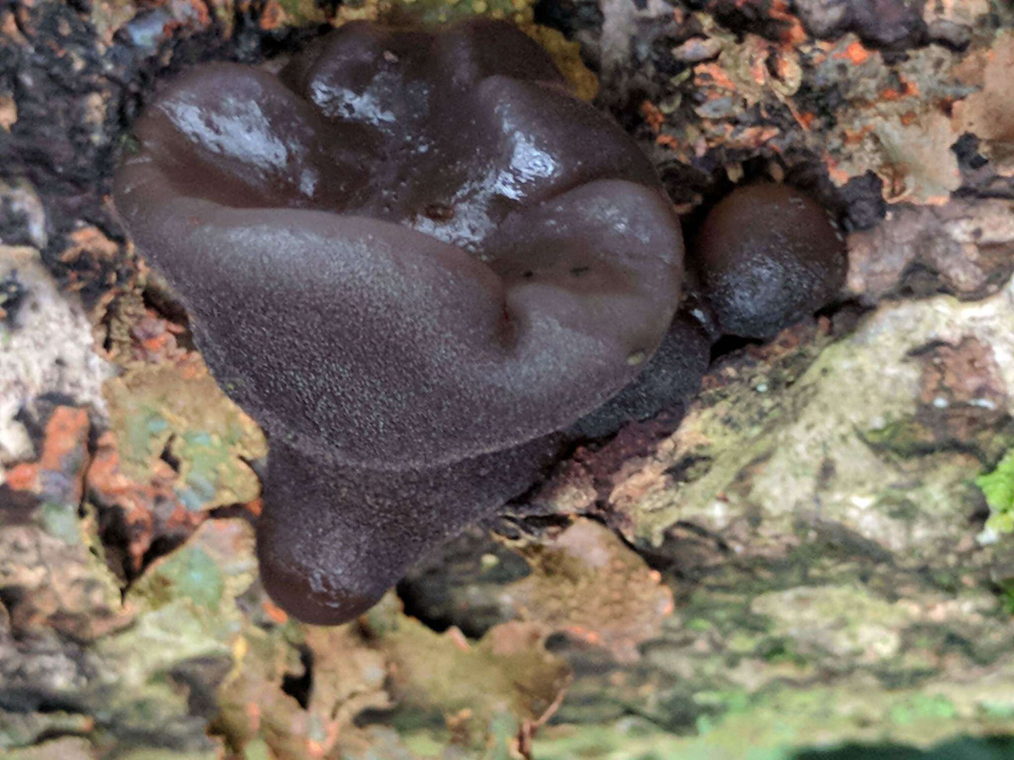 Image of Black Witches' Butter