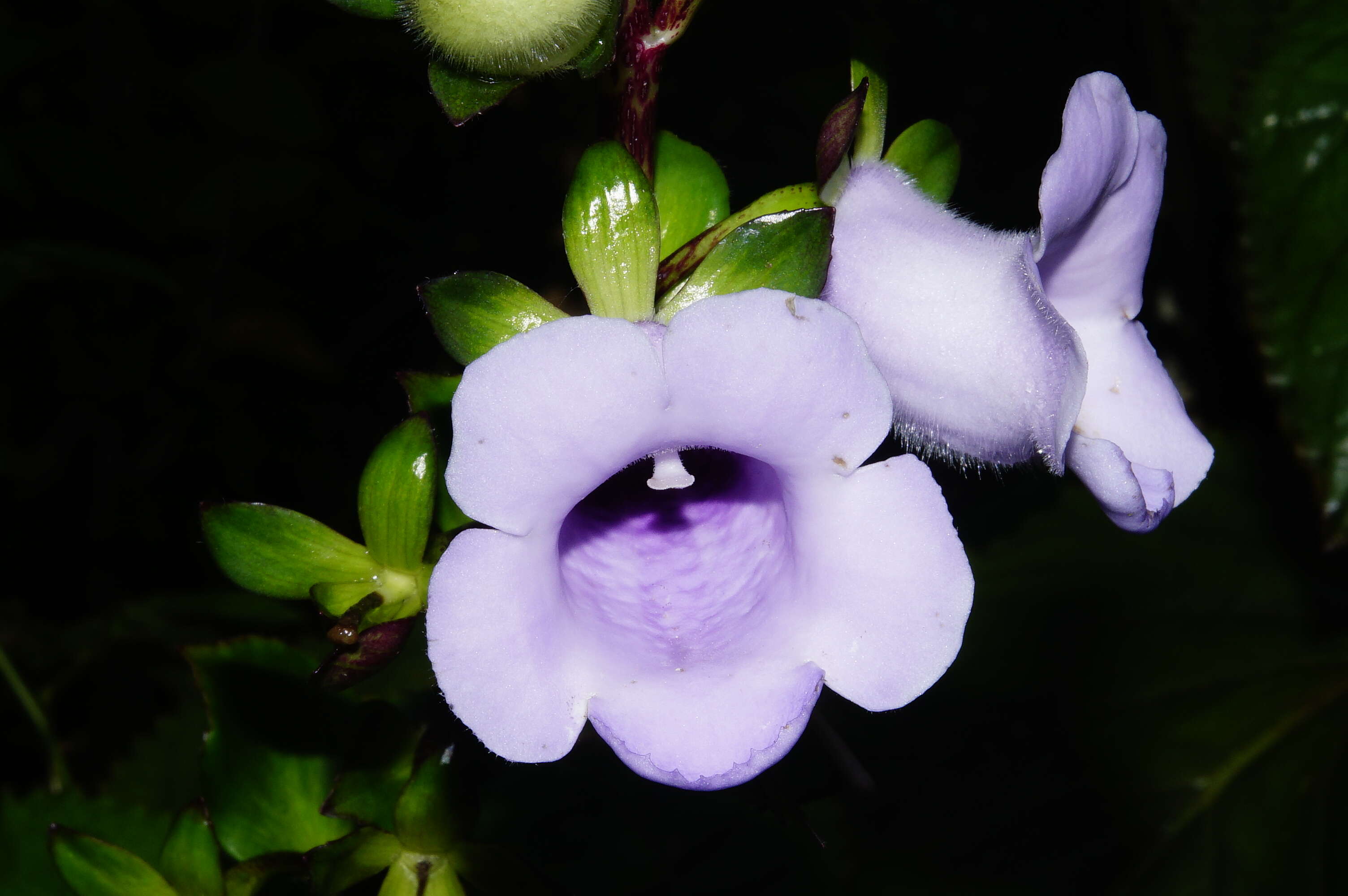 Image of Canterbury bells