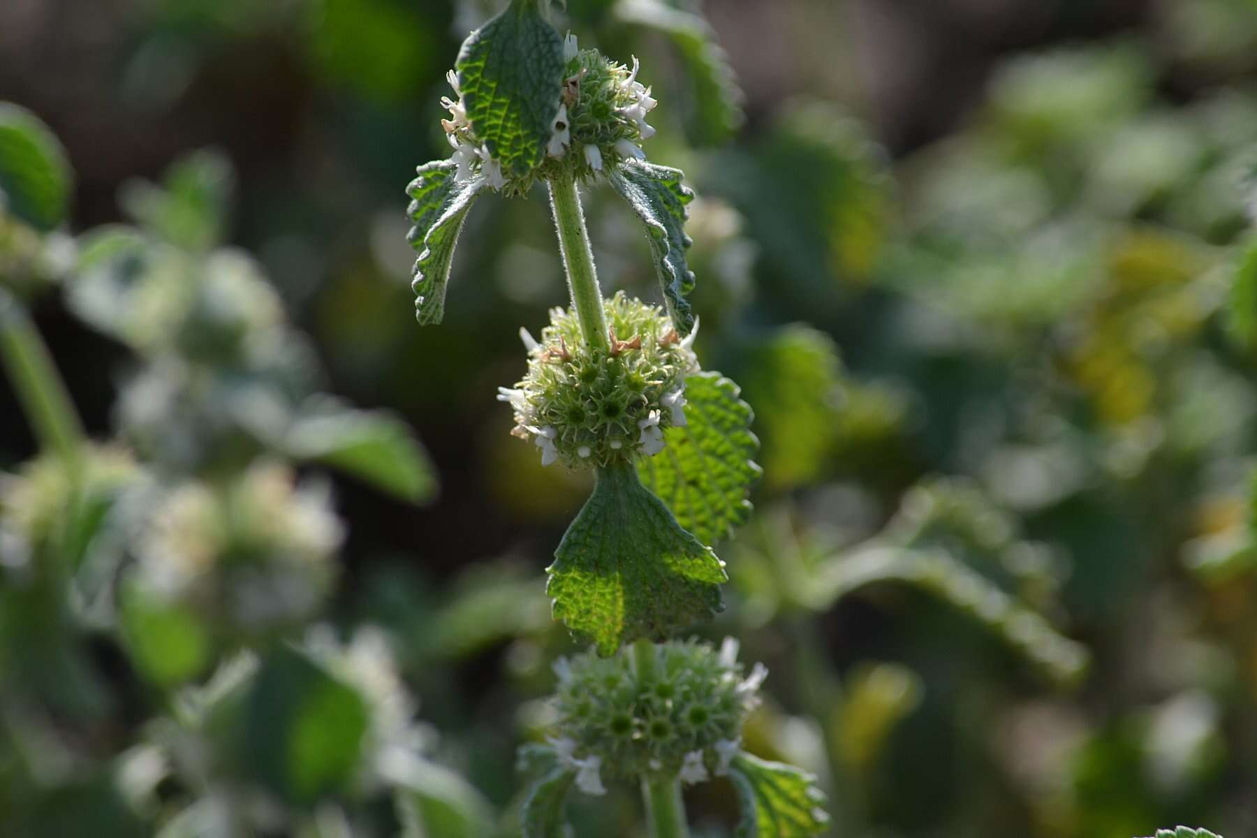 Image of horehound