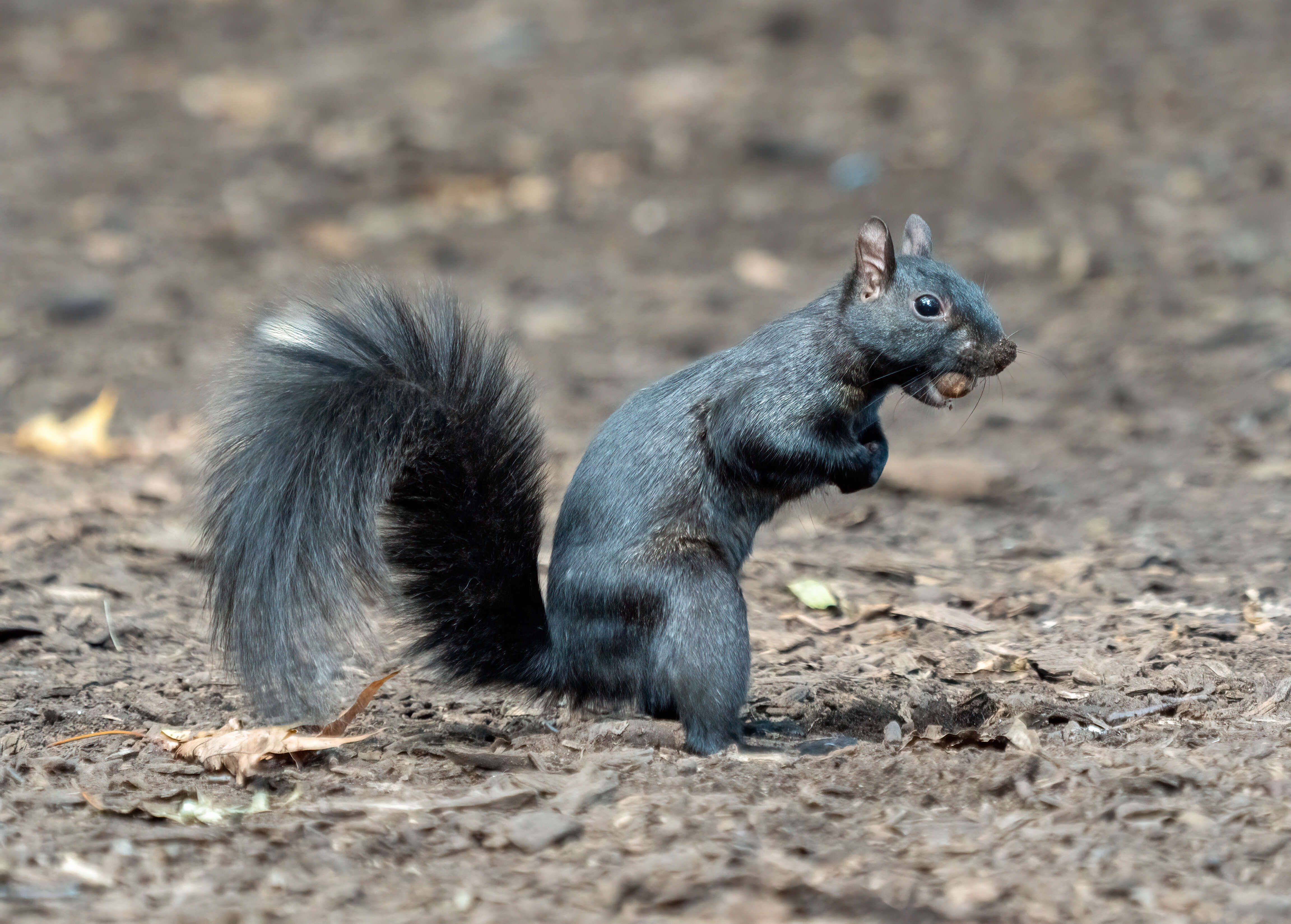 Image of Sciurus subgen. Sciurus Linnaeus 1758