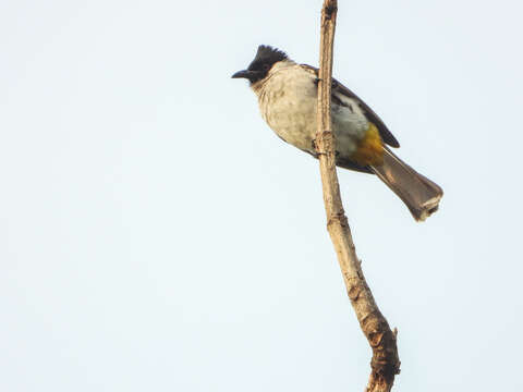 Image of Sooty-headed Bulbul