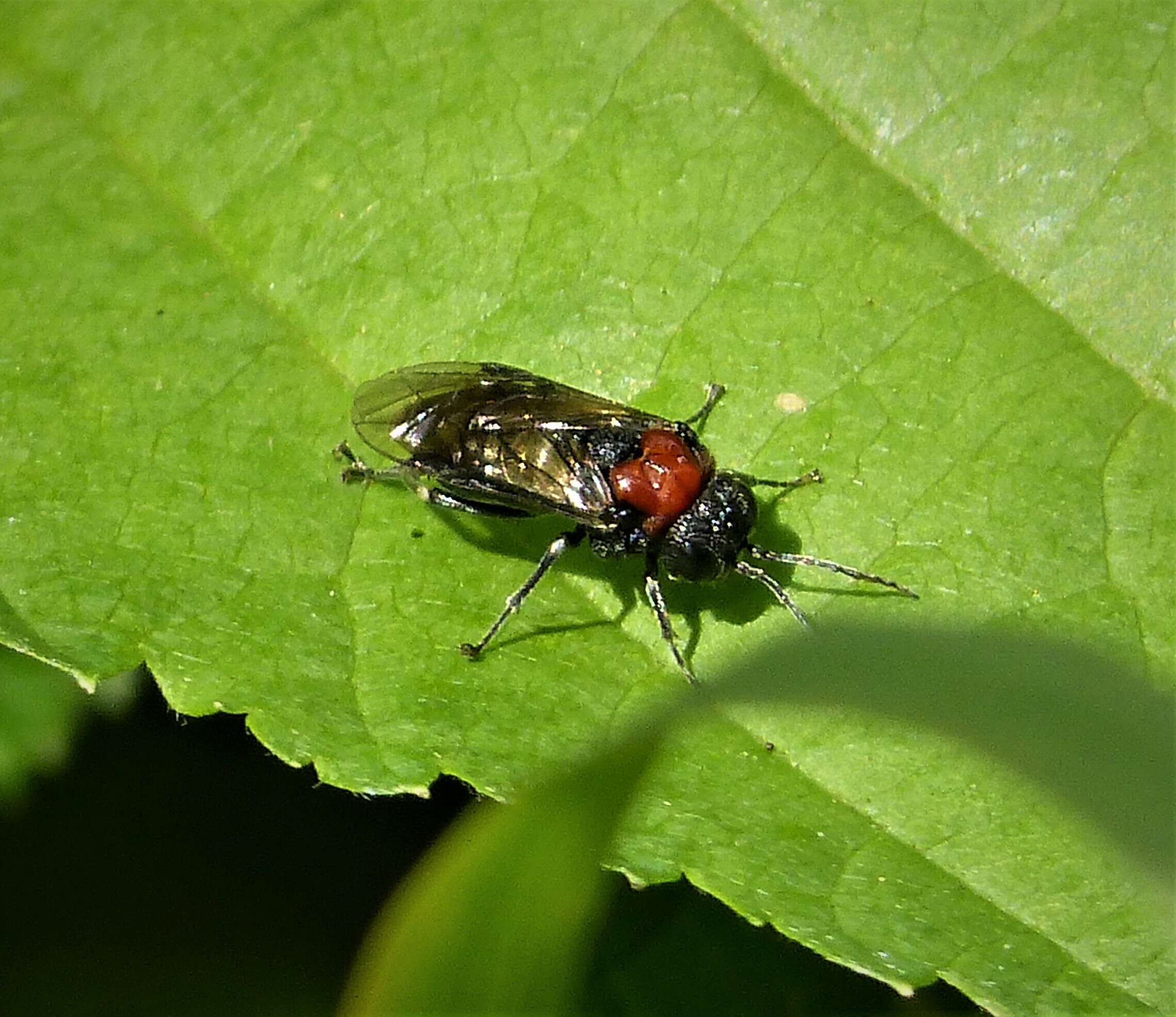 Image de <i>Eriocampa ovata</i>