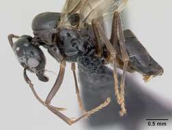 Image de Lasius mixtus (Nylander 1846)