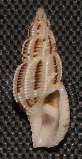 Image of Pseudodaphnella philippinensis (Reeve 1843)